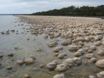 Stromatolites, possibly the oldest living organisms - (c) Tobias Stöcker 2005